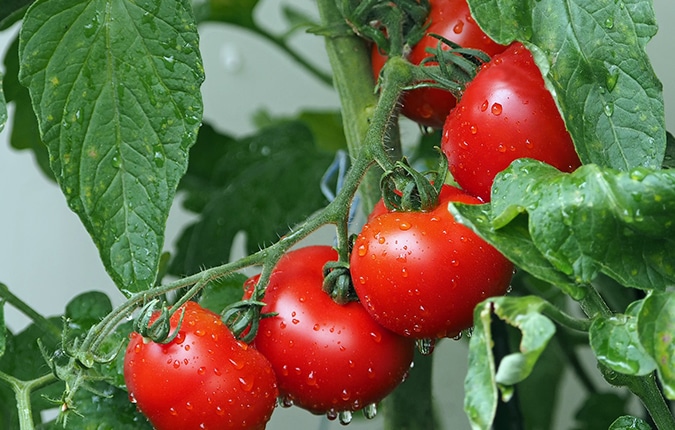 tomat toit köögivili tervislik