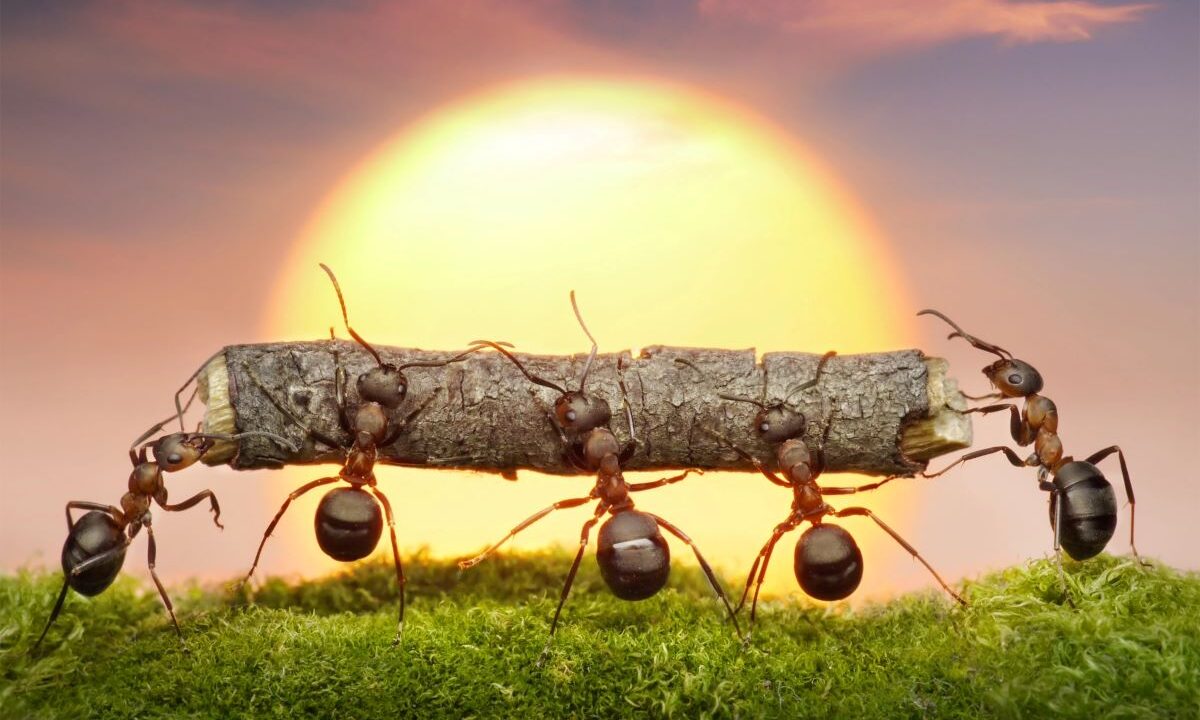 suvi töö sipelgas