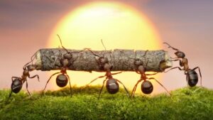 suvi töö sipelgas
